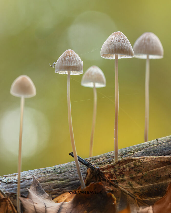 50 Stunning Macro Photos That Reveal The Beauty In Tiny Details