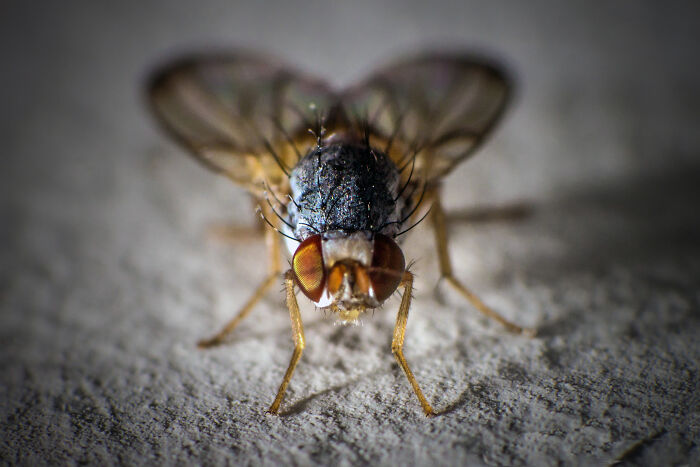 50 Stunning Macro Photos That Reveal The Beauty In Tiny Details