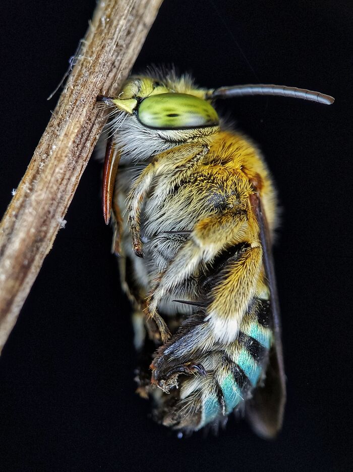 50 Stunning Macro Photos That Reveal The Beauty In Tiny Details