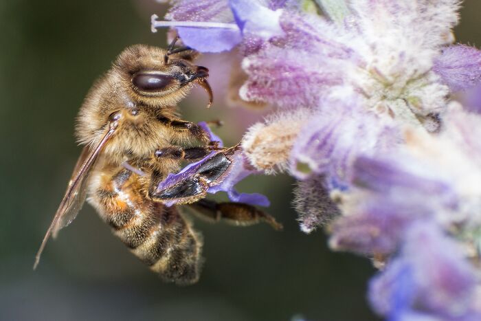 50 Stunning Macro Photos That Reveal The Beauty In Tiny Details