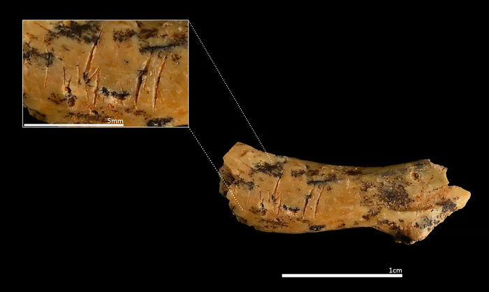 Archaeologists Discover Gruesome Evidence That Prehistoric Ancestors Ate Toddlers Like Prey