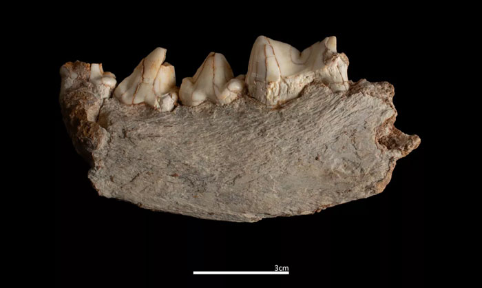 Archaeologists Discover Gruesome Evidence That Prehistoric Ancestors Ate Toddlers Like Prey