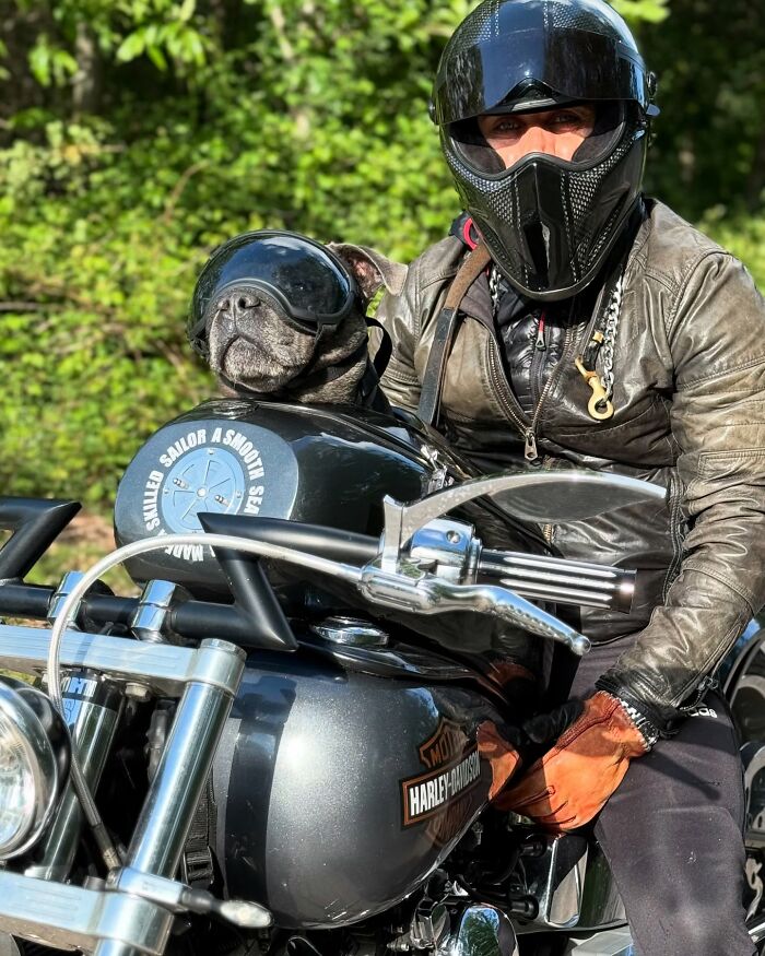 This Dog Has A Custom Motorcycle Capsule And Loves The Open Road