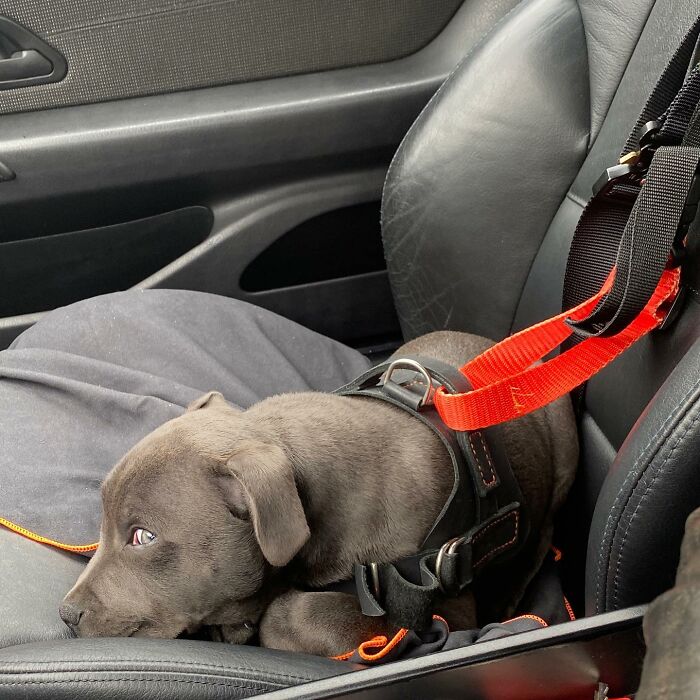 This Dog Has A Custom Motorcycle Capsule And Loves The Open Road