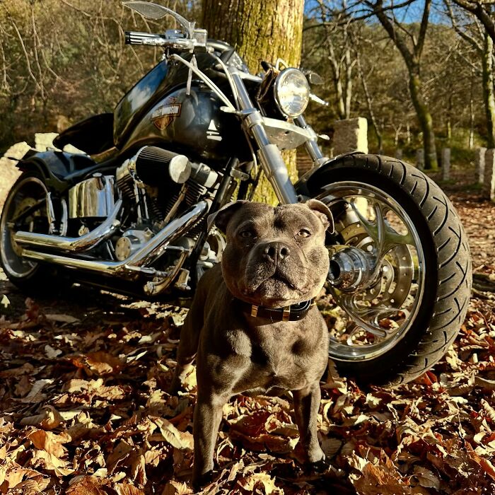 This Dog Has A Custom Motorcycle Capsule And Loves The Open Road