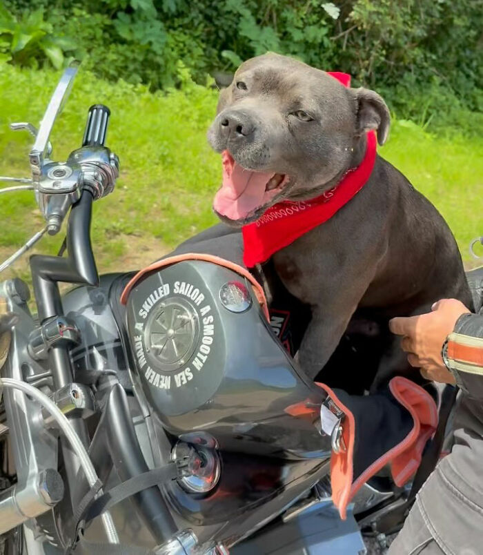This Dog Has A Custom Motorcycle Capsule And Loves The Open Road