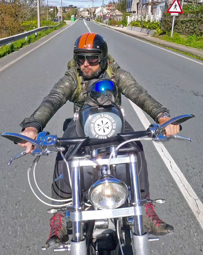 This Dog Has A Custom Motorcycle Capsule And Loves The Open Road