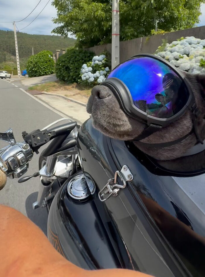 This Dog Has A Custom Motorcycle Capsule And Loves The Open Road