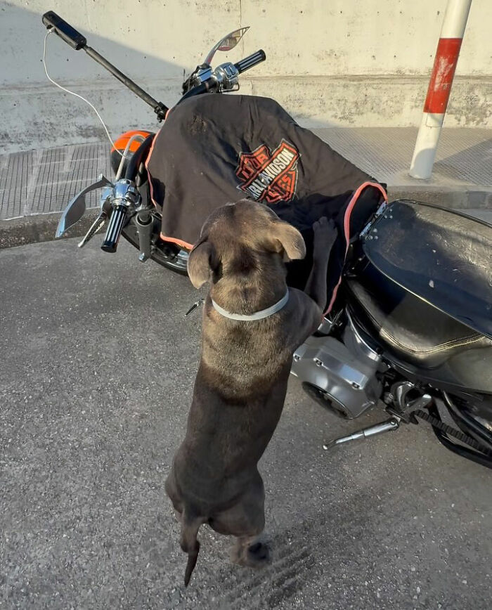 This Dog Has A Custom Motorcycle Capsule And Loves The Open Road