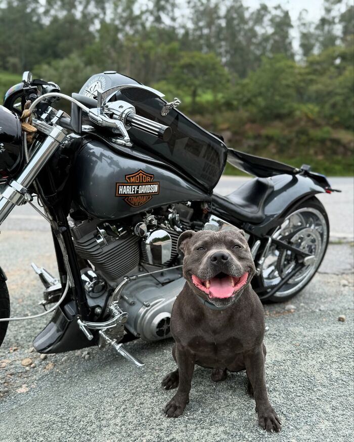 This Dog Has A Custom Motorcycle Capsule And Loves The Open Road
