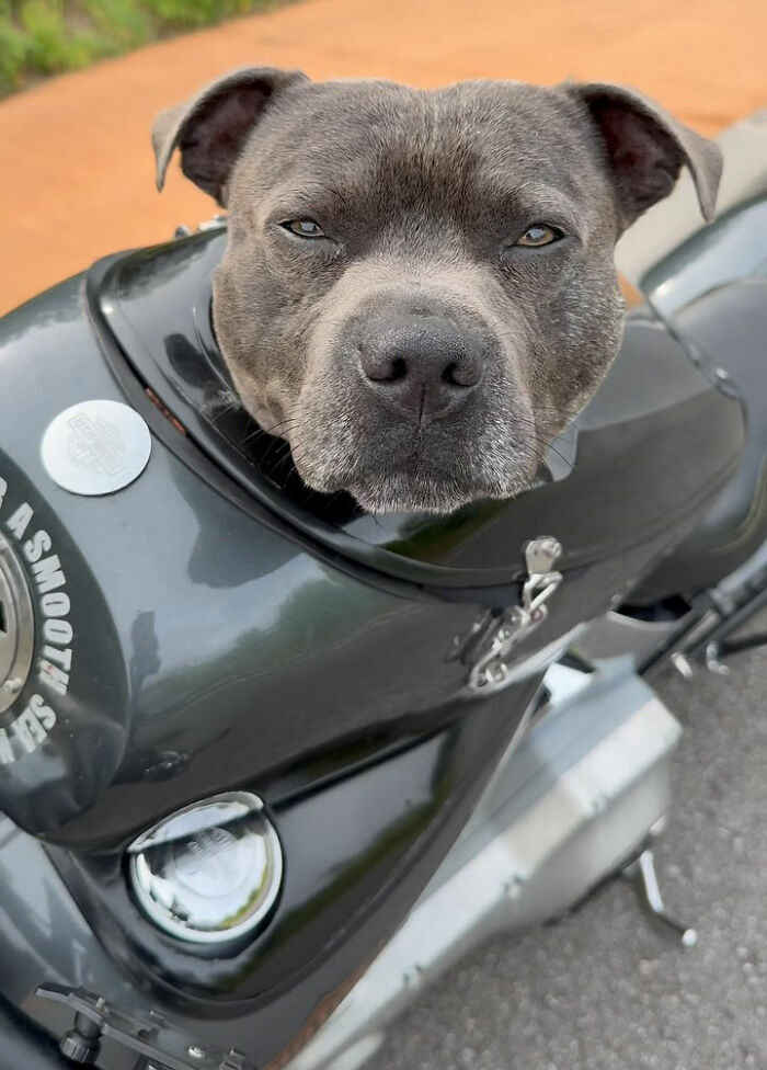 This Dog Has A Custom Motorcycle Capsule And Loves The Open Road