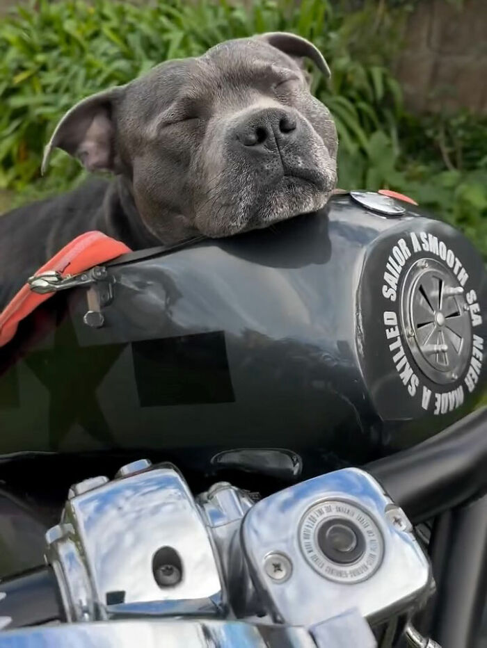 This Dog Has A Custom Motorcycle Capsule And Loves The Open Road