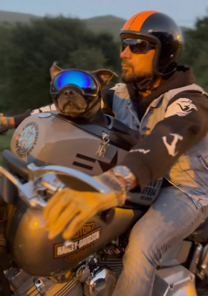 This Dog Has A Custom Motorcycle Capsule And Loves The Open Road