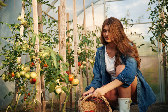 New Neighbor Steals Vegetables From This Man’s Greenhouse, He Ends Up Getting The Police Involved