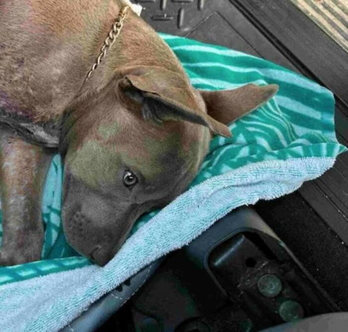 “Miracle” Puppy Surprises Everyone With Amazing Rebound After Traumatic Injury
