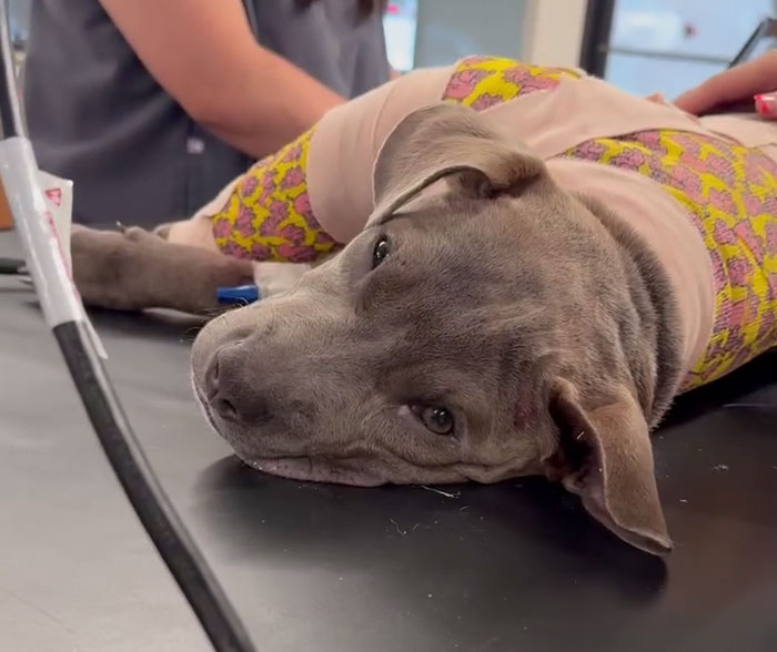 “Miracle” Puppy Surprises Everyone With Amazing Rebound After Traumatic Injury