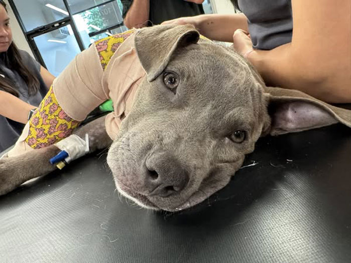 “Miracle” Puppy Surprises Everyone With Amazing Rebound After Traumatic Injury