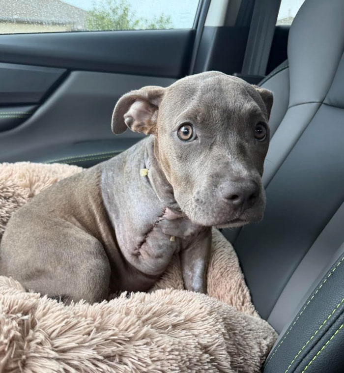 “Miracle” Puppy Surprises Everyone With Amazing Rebound After Traumatic Injury