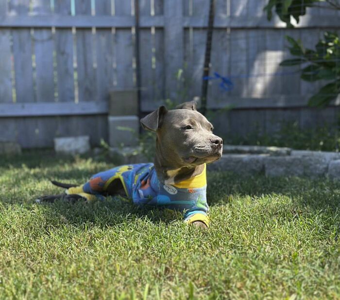 “Miracle” Puppy Surprises Everyone With Amazing Rebound After Traumatic Injury