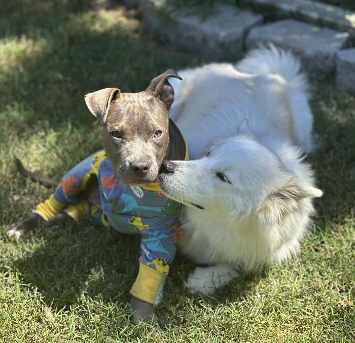 “Miracle” Puppy Surprises Everyone With Amazing Rebound After Traumatic Injury