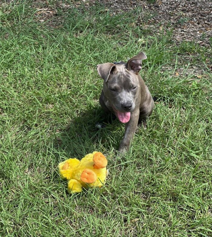 “Miracle” Puppy Surprises Everyone With Amazing Rebound After Traumatic Injury