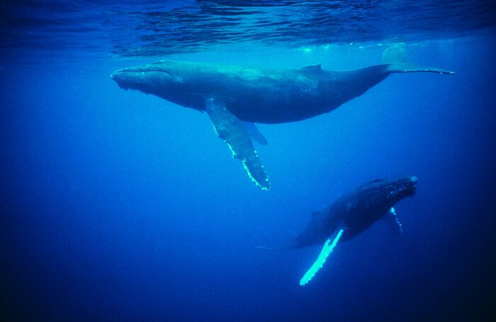 Blue Whales Have Gone Almost Silent Over The Last Decade, And The Reason Gives Scientists The Creeps