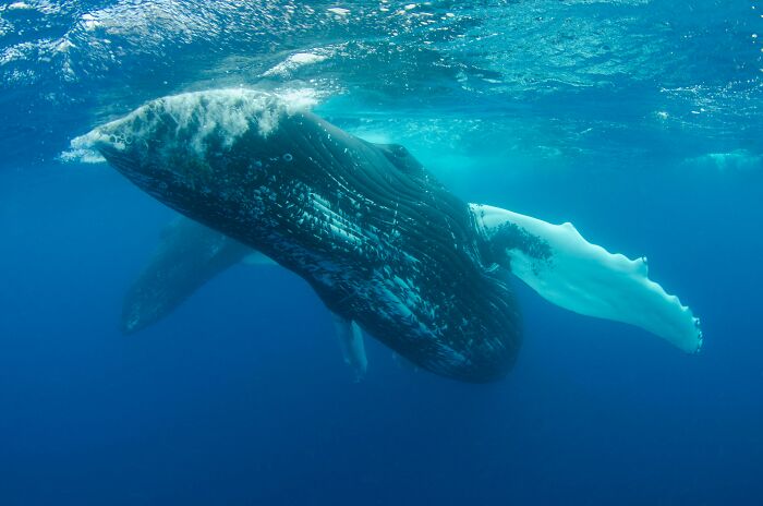 Blue Whales Have Gone Almost Silent Over The Last Decade, And The Reason Gives Scientists The Creeps