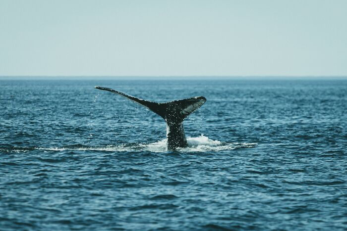 Blue Whales Have Gone Almost Silent Over The Last Decade, And The Reason Gives Scientists The Creeps