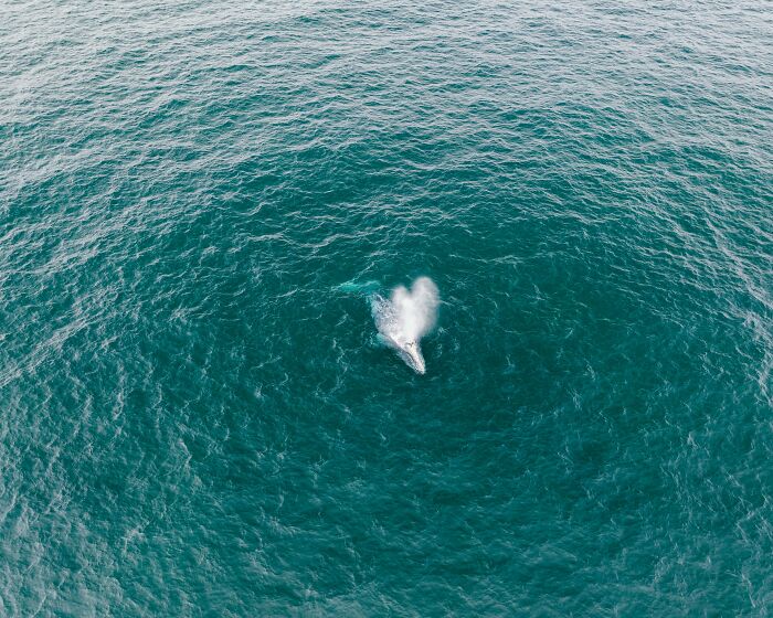 Blue Whales Have Gone Almost Silent Over The Last Decade, And The Reason Gives Scientists The Creeps