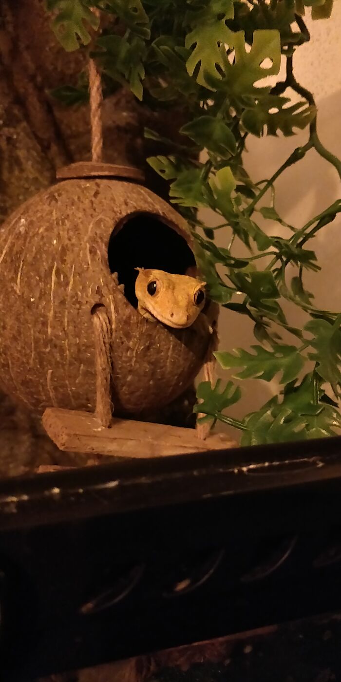 How I Came To Know Crested Geckos, And How Paul Changed My Life