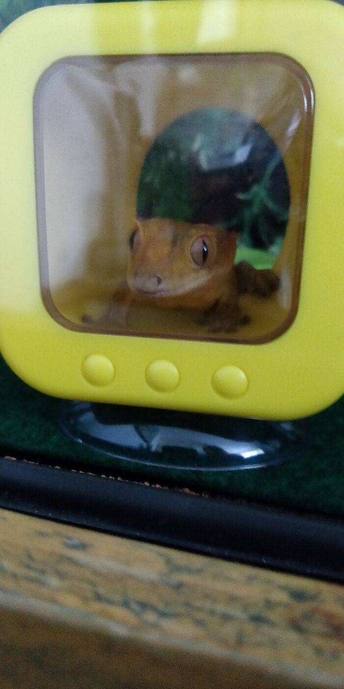 How I Came To Know Crested Geckos, And How Paul Changed My Life