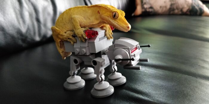 How I Came To Know Crested Geckos, And How Paul Changed My Life