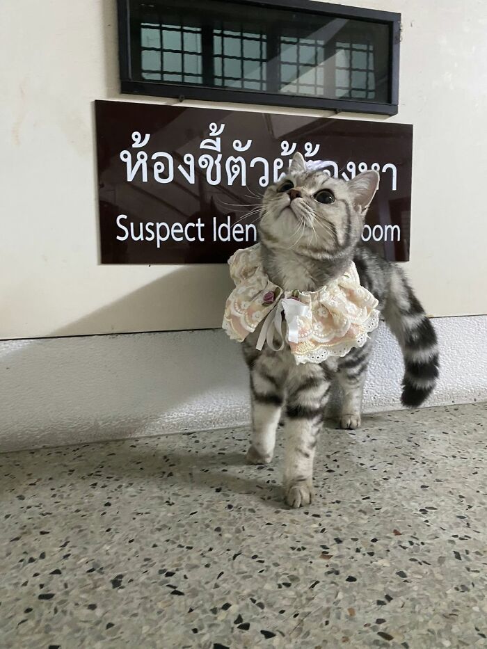 This Cat Caused Chaos At A Police Station And Got A Mugshot That’s Now Internet Gold
