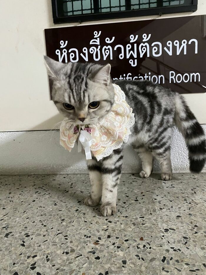 This Cat Caused Chaos At A Police Station And Got A Mugshot That’s Now Internet Gold