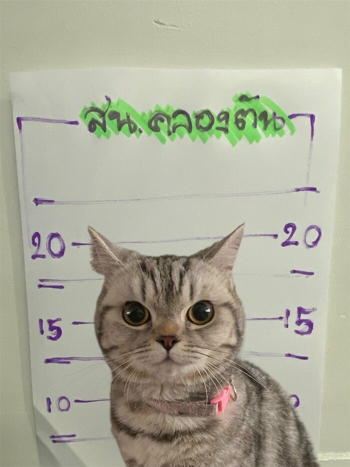 This Cat Caused Chaos At A Police Station And Got A Mugshot That’s Now Internet Gold