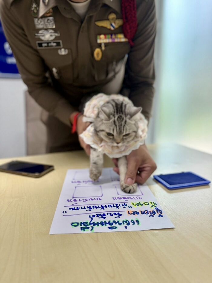 This Cat Caused Chaos At A Police Station And Got A Mugshot That’s Now Internet Gold