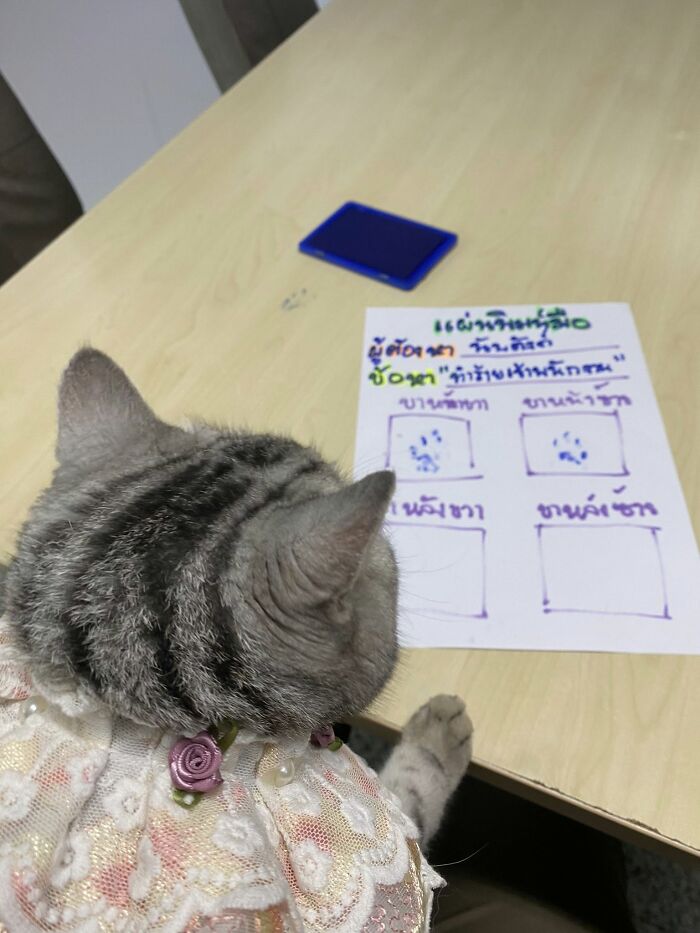 This Cat Caused Chaos At A Police Station And Got A Mugshot That’s Now Internet Gold