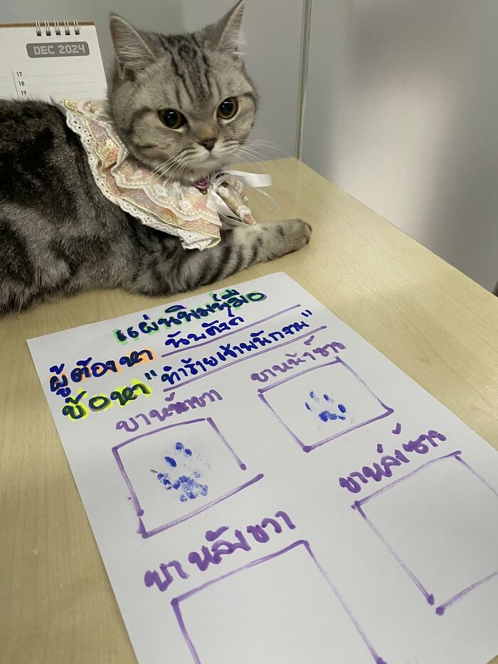 This Cat Caused Chaos At A Police Station And Got A Mugshot That’s Now Internet Gold