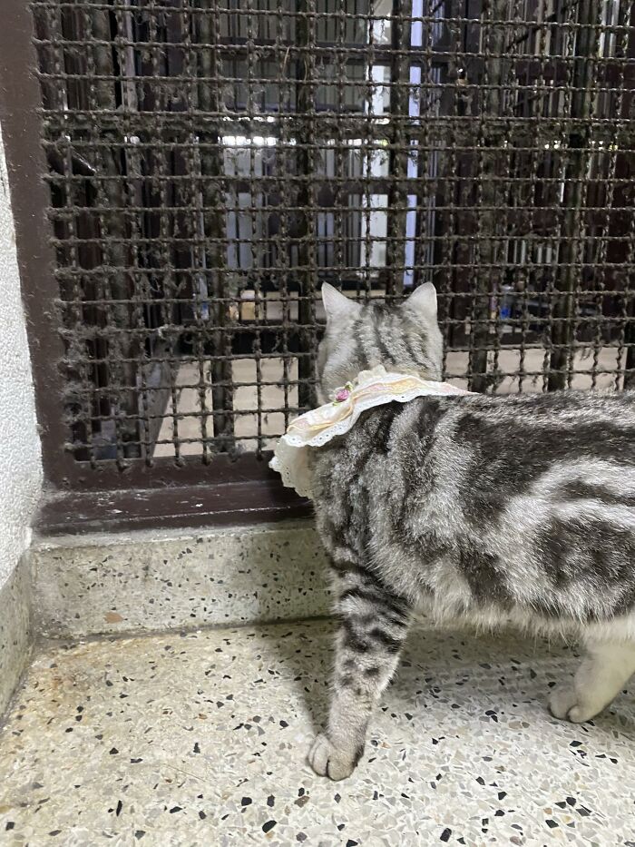 This Cat Caused Chaos At A Police Station And Got A Mugshot That’s Now Internet Gold
