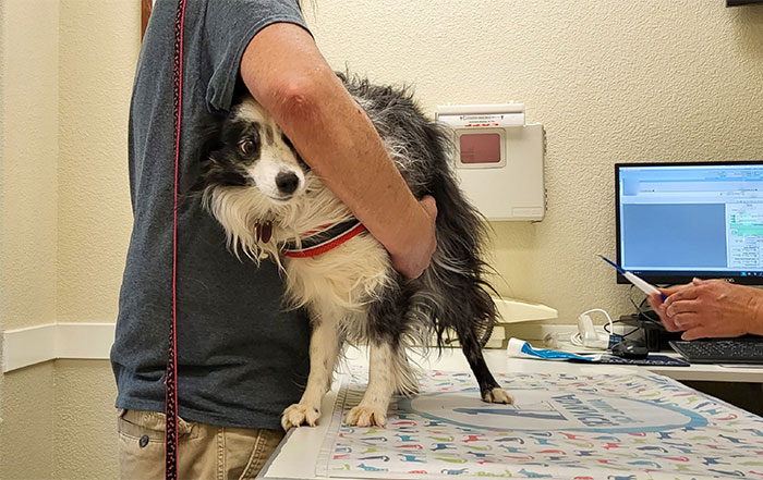 “He Was Shocked”: Psycho BF Lies About GF’s Dog, Doesn’t Realize She Knows Everything