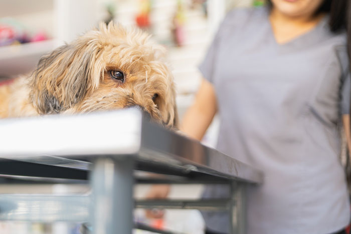 “He Was Shocked”: Psycho BF Lies About GF’s Dog, Doesn’t Realize She Knows Everything