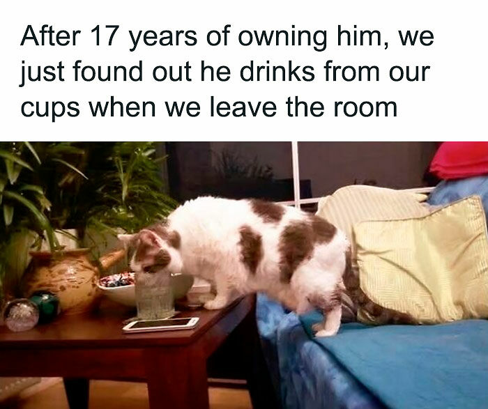 80 Times Cats Committed The Most Annoying Crimes But People Just Couldn’t Be Mad At Them (New Pics)