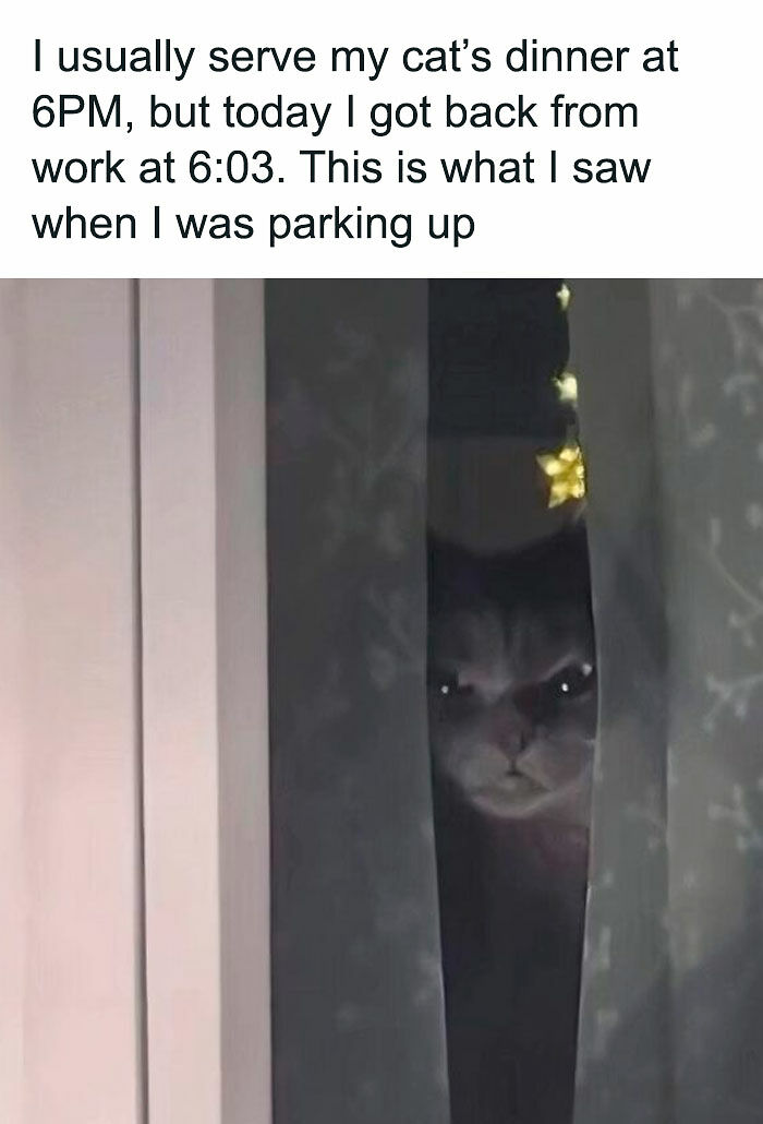 80 Times Cats Committed The Most Annoying Crimes But People Just Couldn’t Be Mad At Them (New Pics)