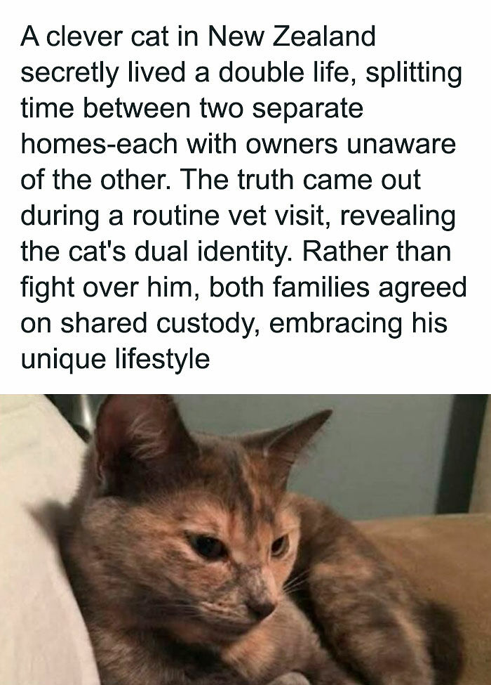80 Times Cats Committed The Most Annoying Crimes But People Just Couldn’t Be Mad At Them (New Pics)