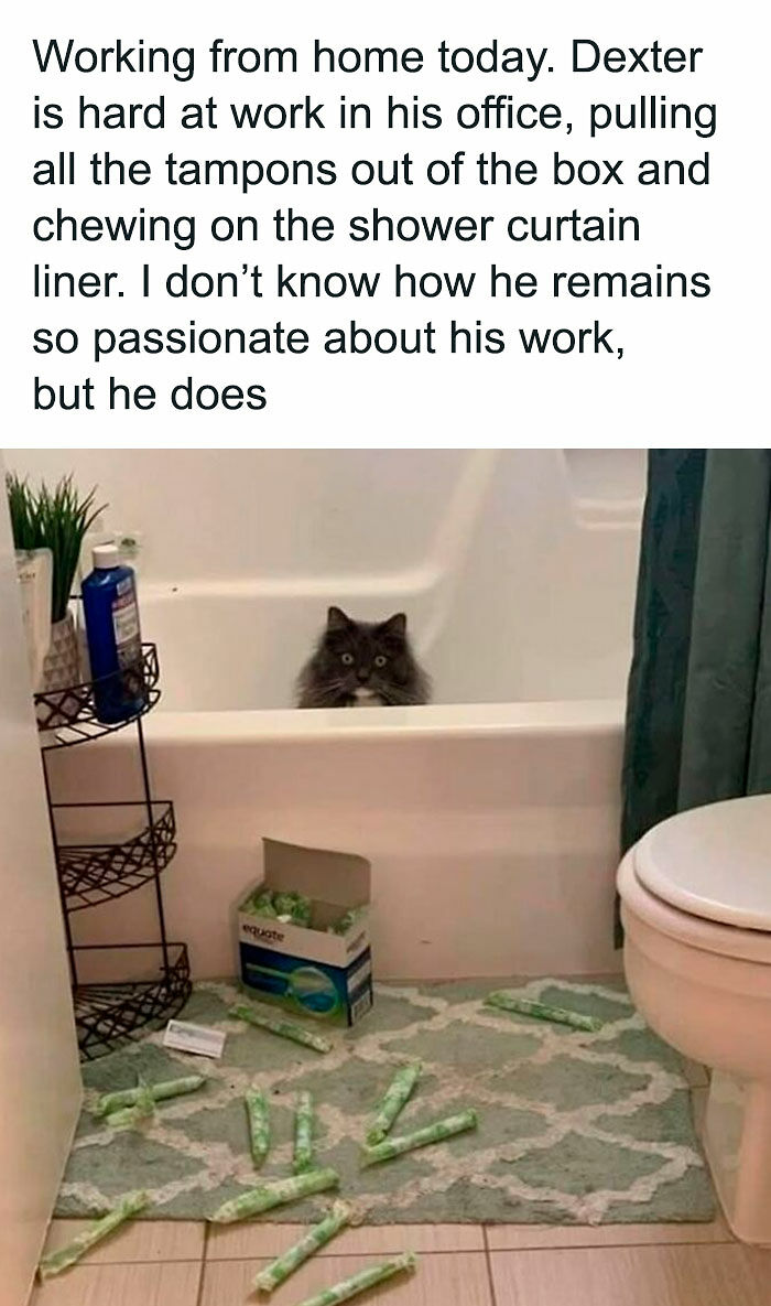 80 Times Cats Committed The Most Annoying Crimes But People Just Couldn’t Be Mad At Them (New Pics)