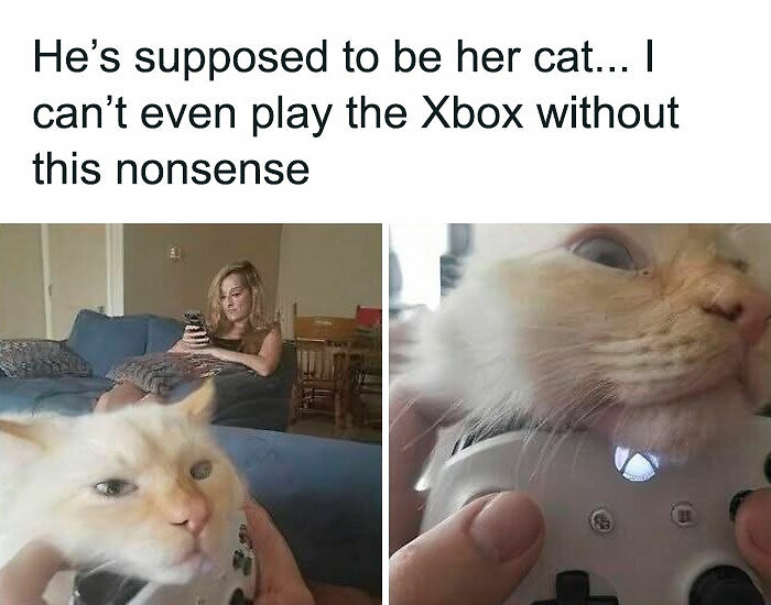 80 Times Cats Committed The Most Annoying Crimes But People Just Couldn’t Be Mad At Them (New Pics)
