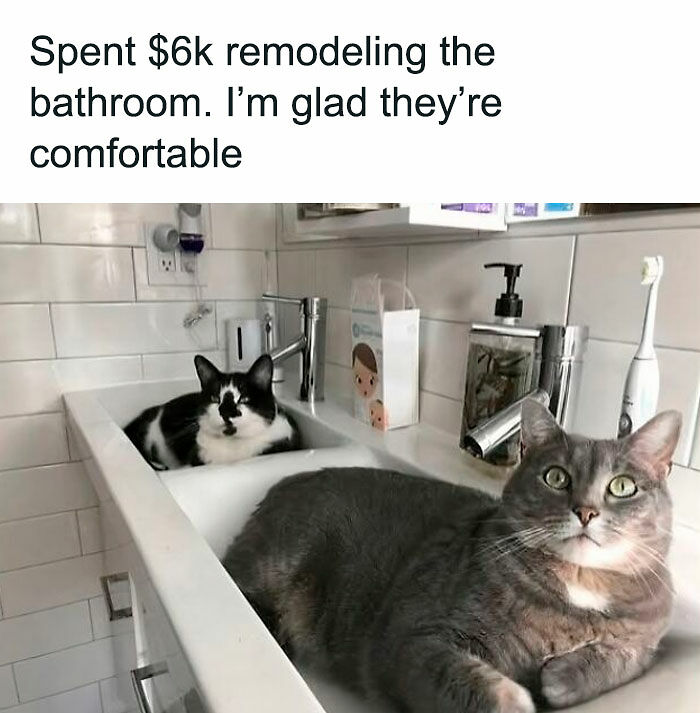 80 Times Cats Committed The Most Annoying Crimes But People Just Couldn’t Be Mad At Them (New Pics)