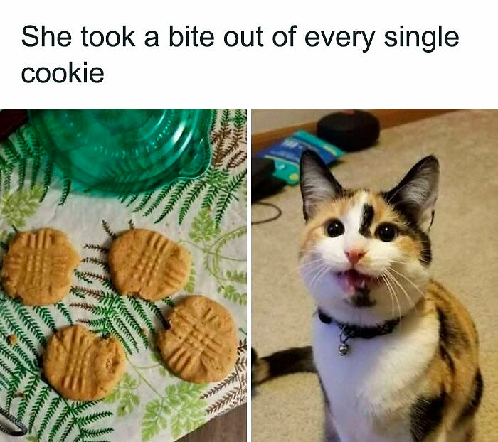80 Times Cats Committed The Most Annoying Crimes But People Just Couldn’t Be Mad At Them (New Pics)