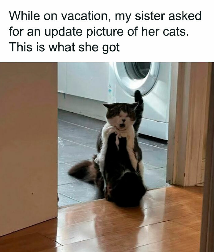 80 Times Cats Committed The Most Annoying Crimes But People Just Couldn’t Be Mad At Them (New Pics)