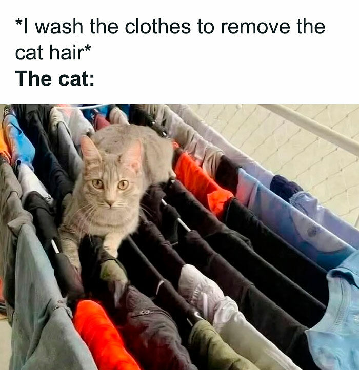 80 Times Cats Committed The Most Annoying Crimes But People Just Couldn’t Be Mad At Them (New Pics)